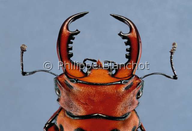Homoderus mellyi male.JPG - in "Portraits d'insectes" ed. SeuilHomoderus mellyi Lucane maleStag beetleColeopteraLucanidaeCameroun